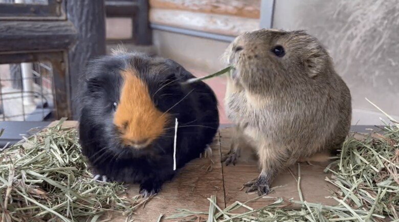 きのこちゃん（左）ともくちゃんの戦い