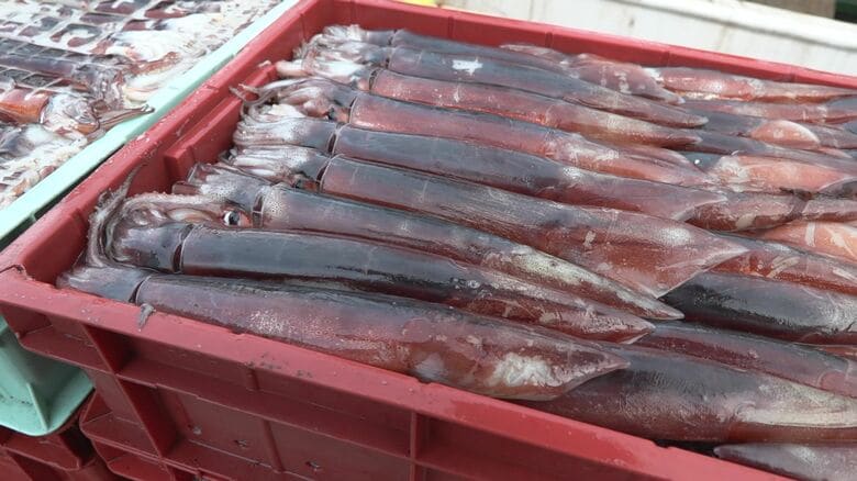 水揚げされたイカ