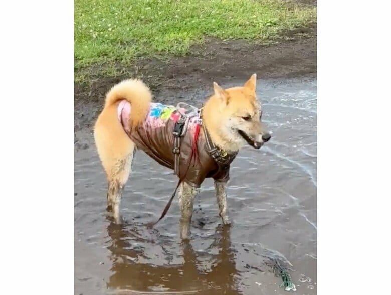 提供：柴犬まるやん日記さん