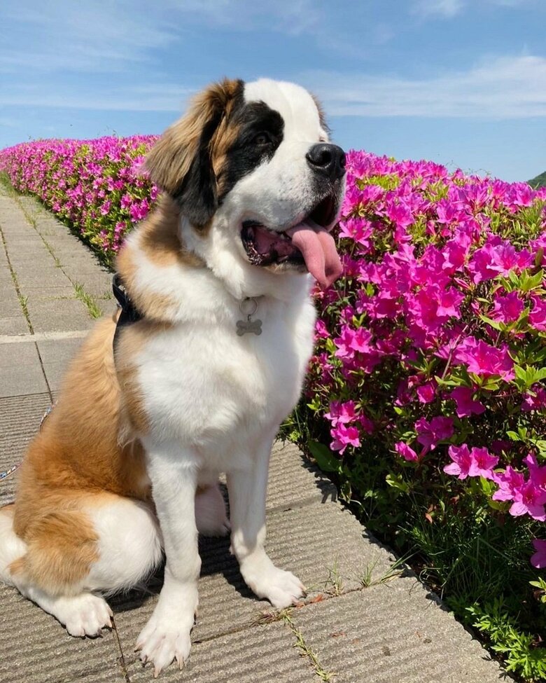 グランくん　花畑を背景に