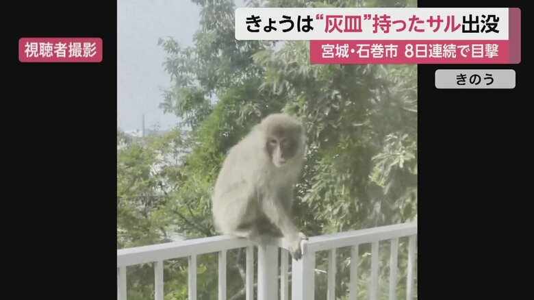 ベランダを移動中、立ち止まり、撮影者の方をじっとみる（27日）