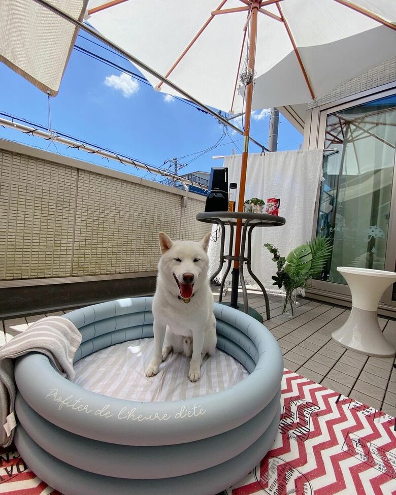 プール完成！　水を入れる前にプールの中へ入るだい吉くん