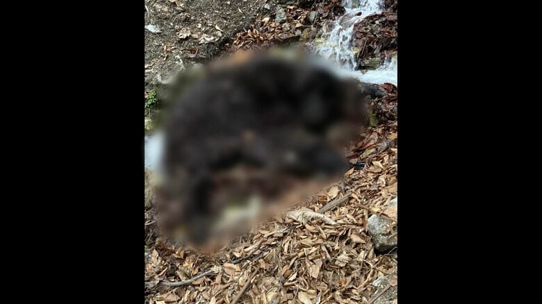 ハンターを襲ったクマ　提供：北海道猟友会 寿都支部島牧分会