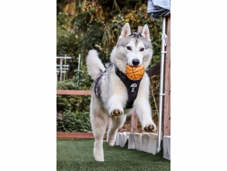 提供：スカイさん