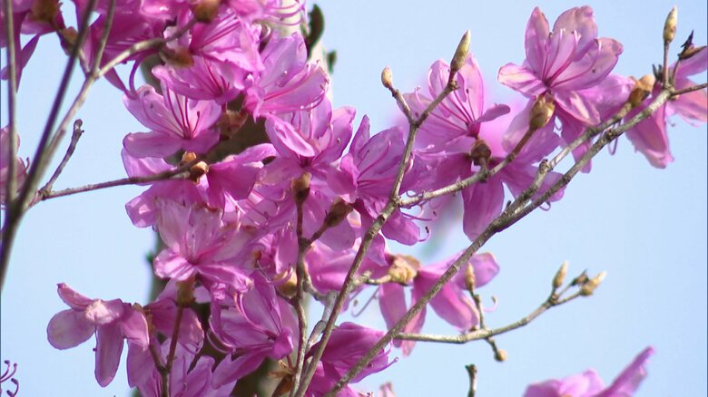 きれいな花を咲かせる（2024年）