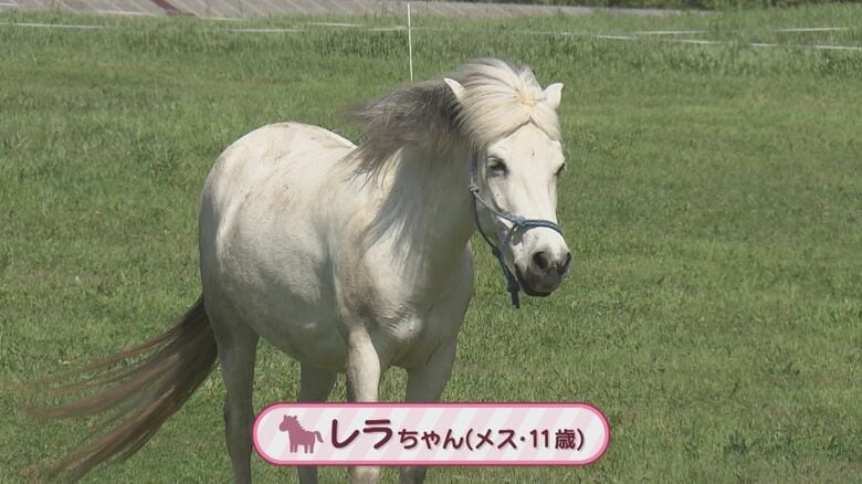 11歳のメス・レラちゃん