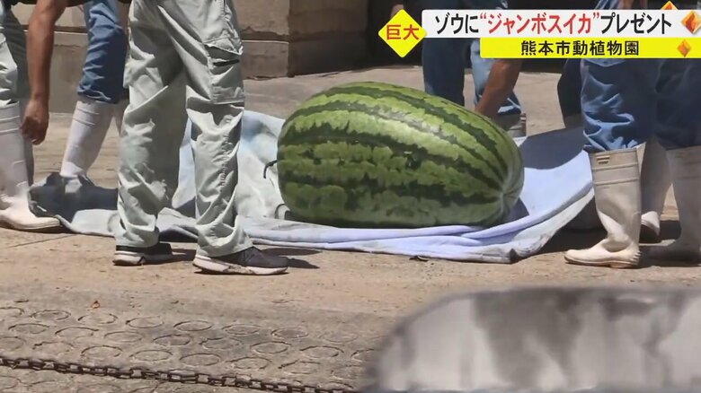 重さ132キロの巨大なスイカ