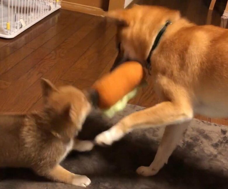 もずくくんが小さな頃。おもちゃを取り合っていた