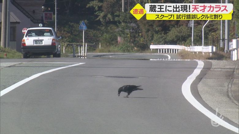 蔵王に出現!天才クルミ割りカラス