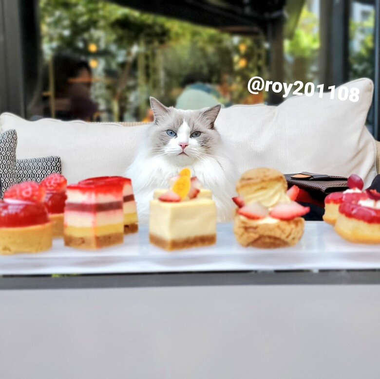 最後のにゃん餐（提供：ロイくん@roy201108さん）