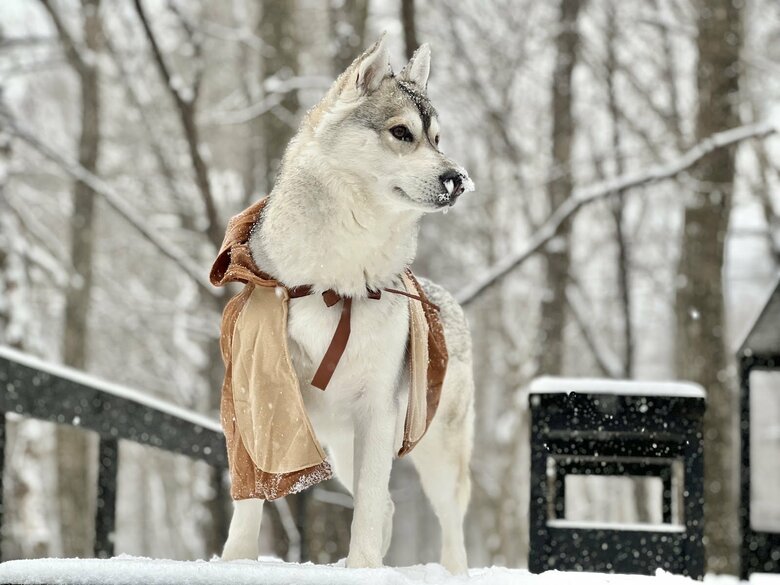 提供：ハスキーいちみちゃんと田舎暮らしさん