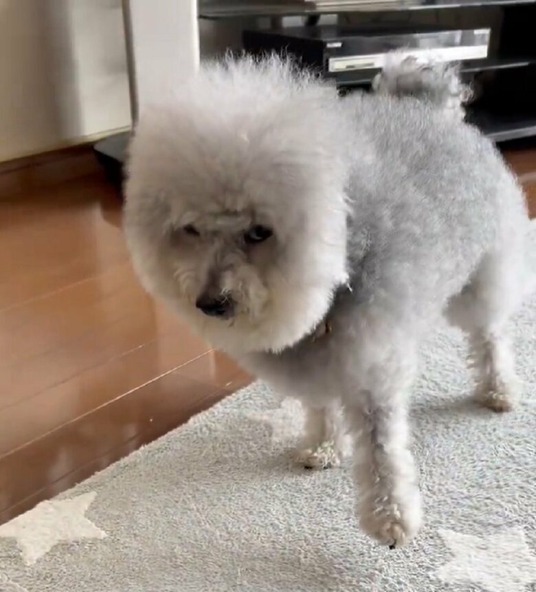 「痛いの…」と言っているかのように、左前足を見せるココちゃん