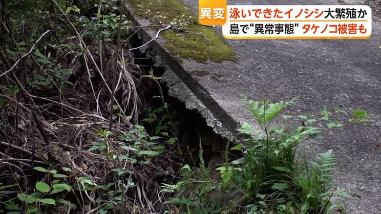 イノシシに掘られ穴が開いた道