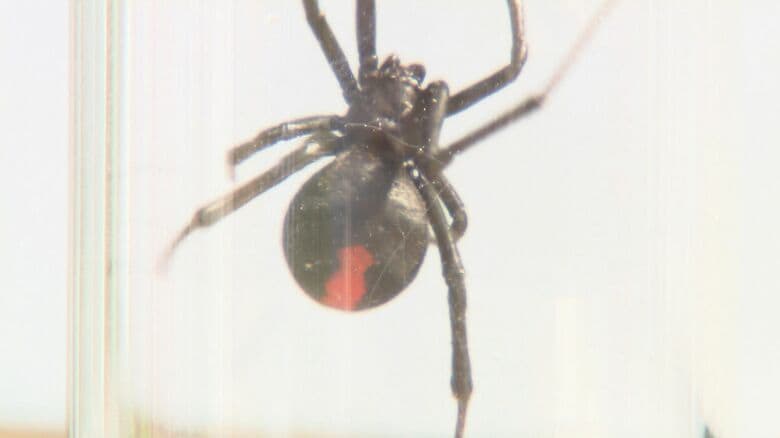 セアカゴケグモ（資料）