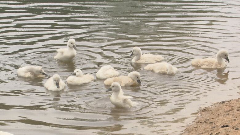 池を泳ぐコブハクチョウのヒナたち