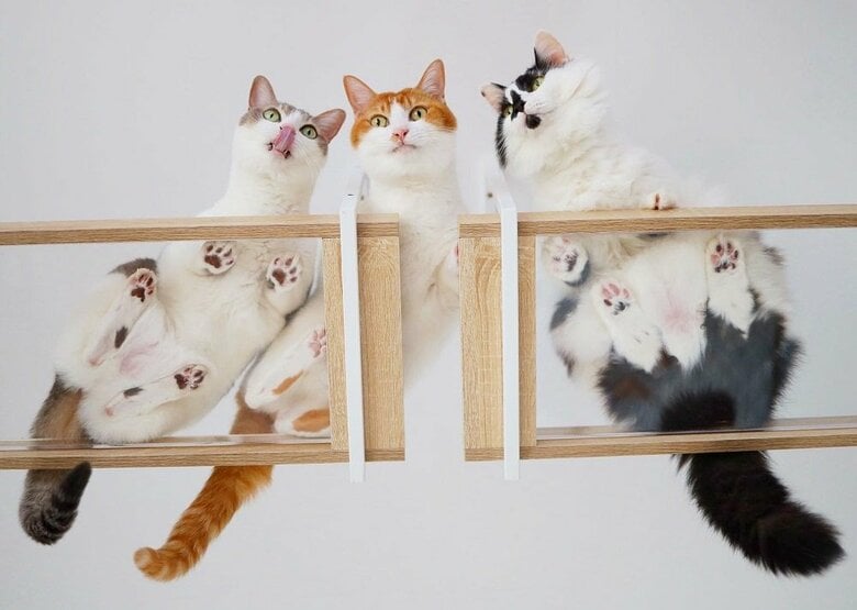 左からアメリちゃん、カヌレくん、そらくん