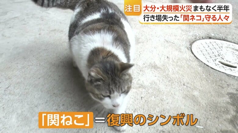 佐賀関の地域猫「関ねこ」