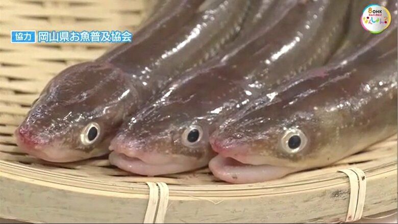 アナゴの表情に注目！