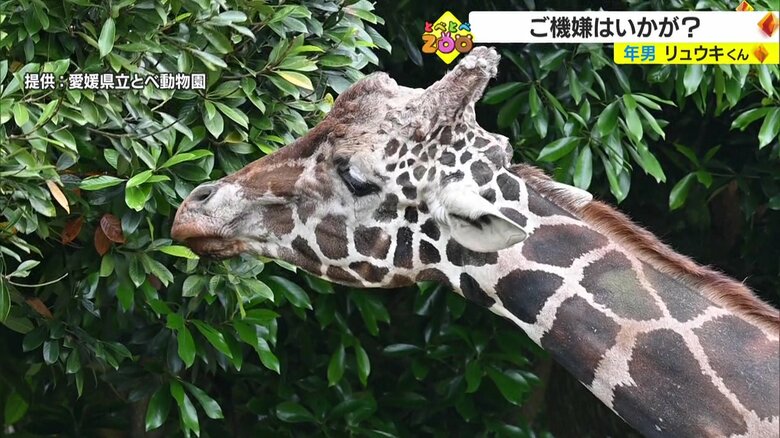 少し頑固なところも？“年男”のリュウキ