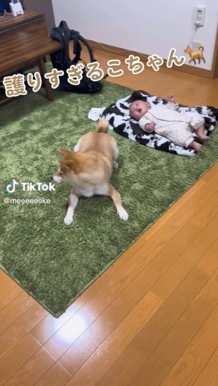 提供：柴犬こちゃんさん