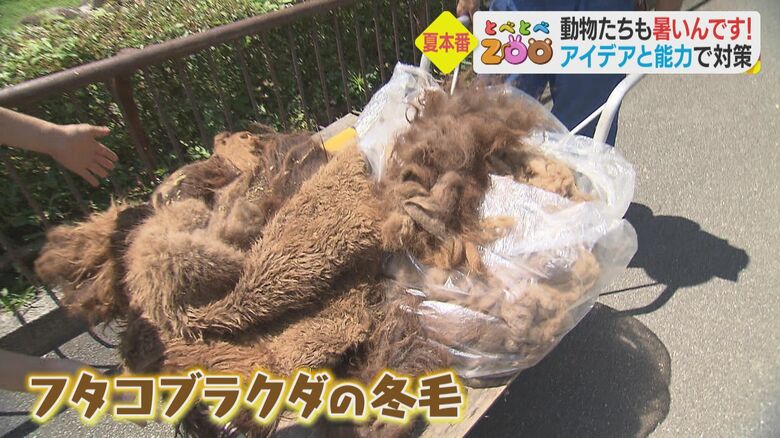 毛布のような冬毛