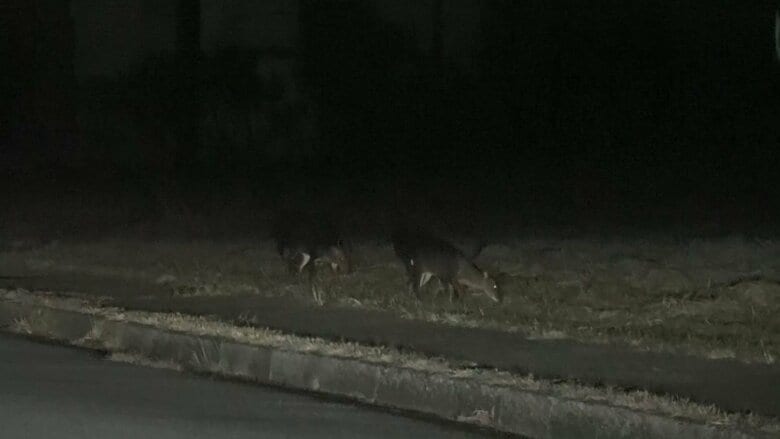 午後6時前、住宅街に現れた2匹のキョン