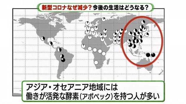 活発な酵素（アポベック）を持つ人の割合　アジア・オセアニア地域に多い