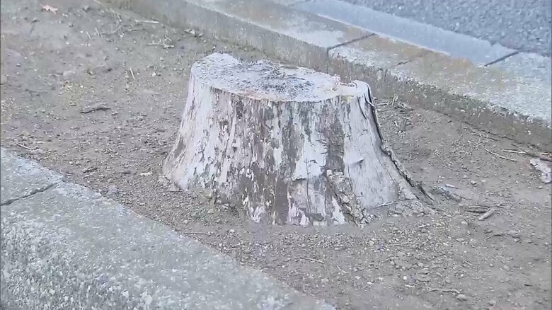 ビッグモーターの店舗前では、草や木が枯れる事例が相次いでいる