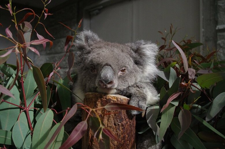 みどりちゃん（提供：イングランドの丘）