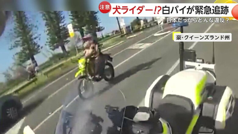 運転手の腕の間に犬を乗せて走行するバイク
