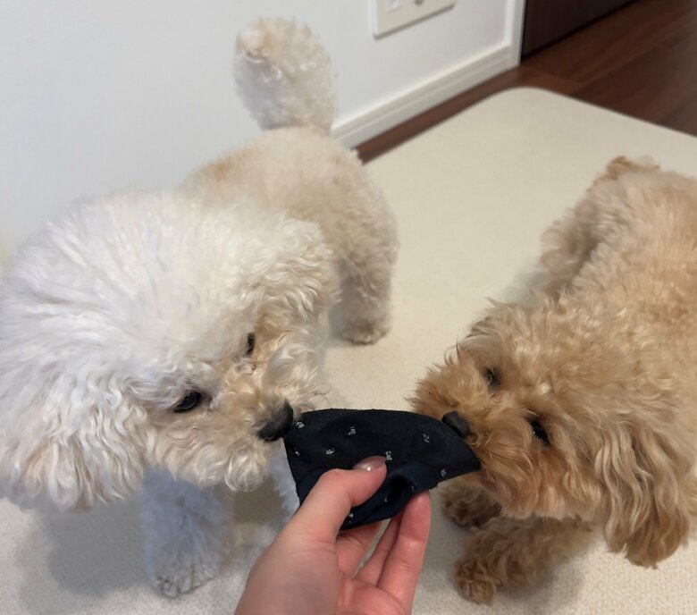 くつした争奪戦2