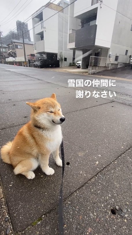 提供：柴犬こむぎさん