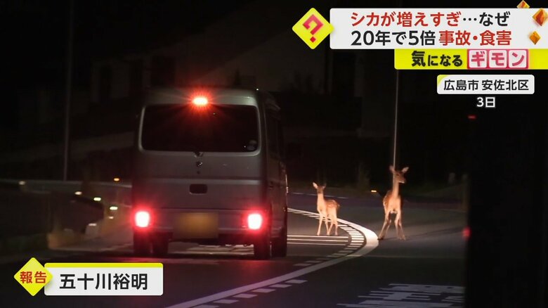 3日の映像。道路にいるシカが車の前で止まる