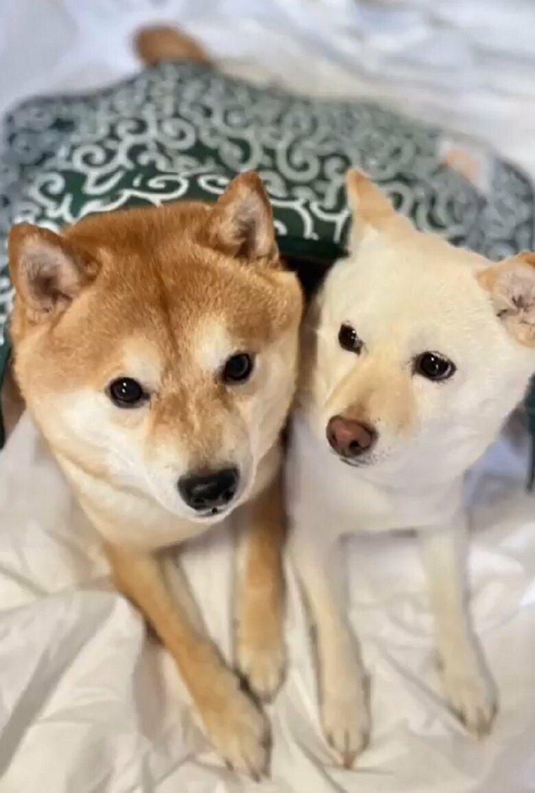 だが相思相愛！