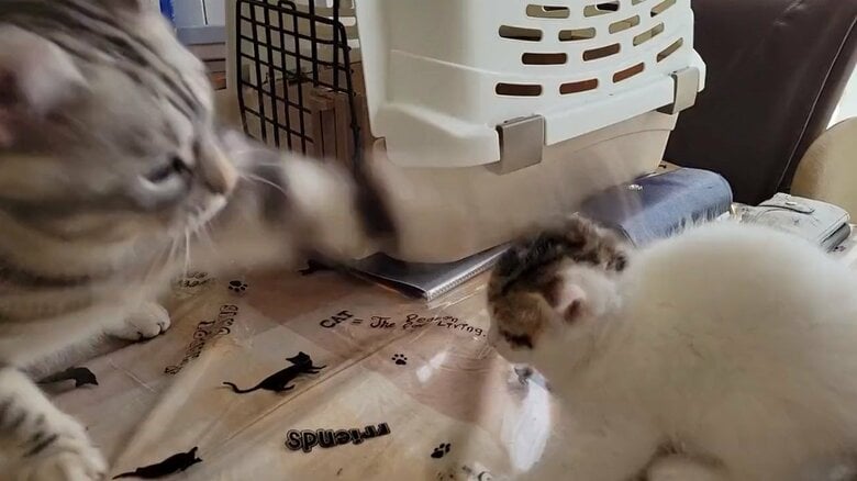 わらびくんがよもぎちゃんに猫パンチ