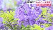 熱海市でジャカランダ見頃　初夏の訪れ告げる花　「すごくきれい」