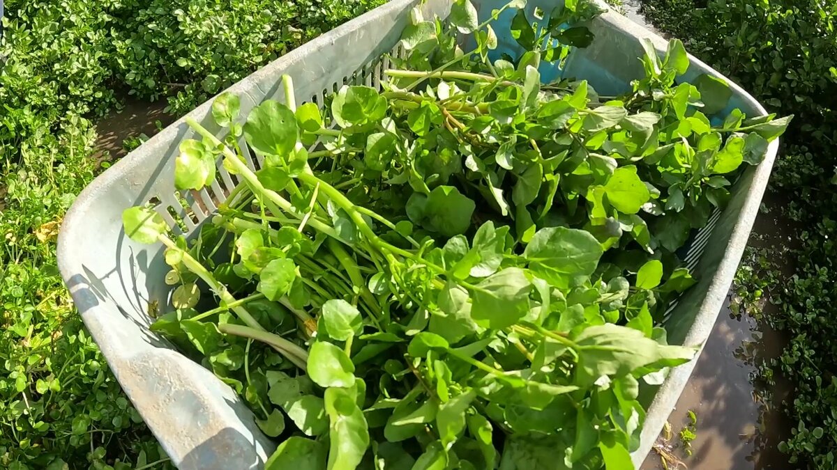 10キロ わき水で育った清流天然クレソン 無農薬