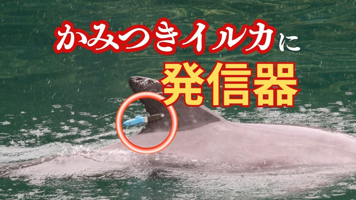 かみつきイルカ”を特定！背びれに発信機 「人慣れしすぎ」で海水浴客に