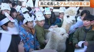 ともに成長した“アルパカ”が卒業…別れを惜しみ涙見せる児童も「忘れたくない」「元気に育って」新潟・見附市