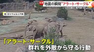 【珍光景】地震の瞬間…5頭のゾウが円陣で子ども守る「アラート・サークル」出現　東日本大震災では千葉・市原ぞうの国でも　アメリカ・カリフォルニア州