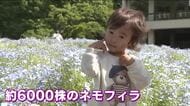 広島市植物公園「みどりの日」入園無料で賑わう！ 約6000株のネモフィラや早咲きのバラなどが見ごろ！