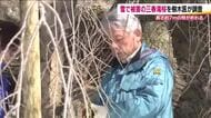町民も心配…雪の重さで枝が2本折れた三春滝桜　樹木医が調査　大きな被害は免れる　福島・三春町　