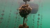広島湾北中部に初の『厳戒』アラート　カキの大量死リスク高まる　平均海水温２５℃、酸素濃度も低下
