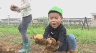 「汁に入れて食べたい」園児がジャガイモを収穫　小さな手で一生懸命　「農業に興味を」5月に種芋を植えて育てる　長野・山形村
