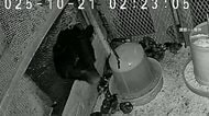 【動画で見る】相次ぐクマ出没 札幌で初の緊急銃猟 山形ではブランド地鶏食い荒らし…秋田で4人襲撃1人死亡 紅葉の日光でも目撃情報多数