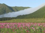 朝霧が山の斜面を流れ落ちる…『風伝おろし』が出現 湿度や日中と夜間の寒暖差等の条件揃う 三重県御浜町