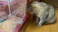 「ペットがペットロス…」愛猫の頭に“ハゲ”は同居ハムスターの死が原因!?発症するペットは多いのか獣医師に聞いた