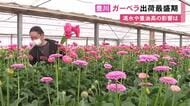 渇水や原油高乗り越える…愛知県豊川市でガーベラの出荷が最盛期 概ね例年通りの品質で名古屋や北海道などへ