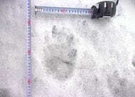 【ヒグマ速報】雪の上にクッキリと足跡―複数の”クマのような”足跡が見つかる_幅約13センチで東方向へと向かう_現場付近は会社事務所が立ち並ぶエリア〈北海道函館市〉