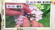 松山地方気象台　全国で最も早く「アジサイ」の花が開花　過去最…